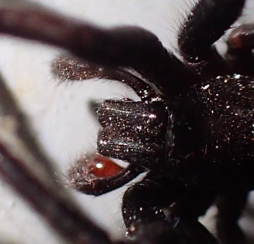 Segestria florentina